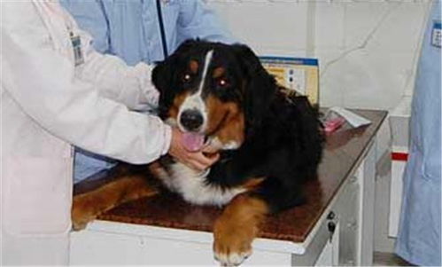 宠物肾炎的治疗方法
