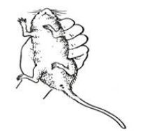 小白鼠不同给药剂量对药物作用的影响