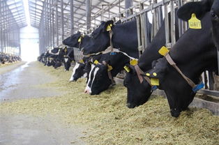 牲畜抗生素药物是指在畜牧业中用于预防和治疗牲畜疾病的抗生素类药物。这些药物的使用可以有效地控制和治疗牲畜的疾病，保障动物的健康和生长。