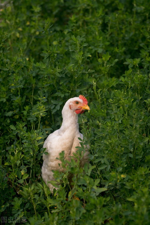家禽寄生虫病综合防治方案：保障家禽健康，提高养殖效益