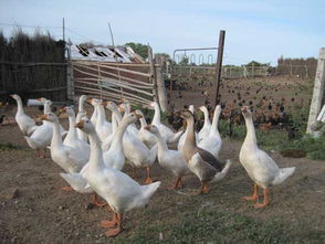 家禽疾病预防与治疗：守护鸡、鸭、鹅的健康，提高养殖效益
