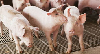 养猪促长激素是一种能够促进猪只生长速度的激素，它能够通过调节猪的内分泌系统，增加猪的食欲和采食量，提高猪的生长速度和饲料转化率，从而提高养猪的经济效益。