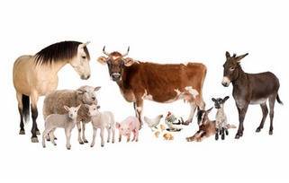 家畜用疫苗产品效力比较