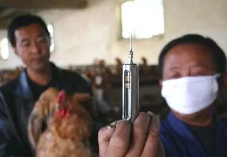 家禽疫苗注射部位及操作方法