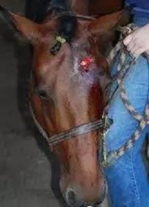 马匹外伤感染用药