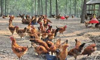 动物激素添加到家畜家禽饲料中的作用